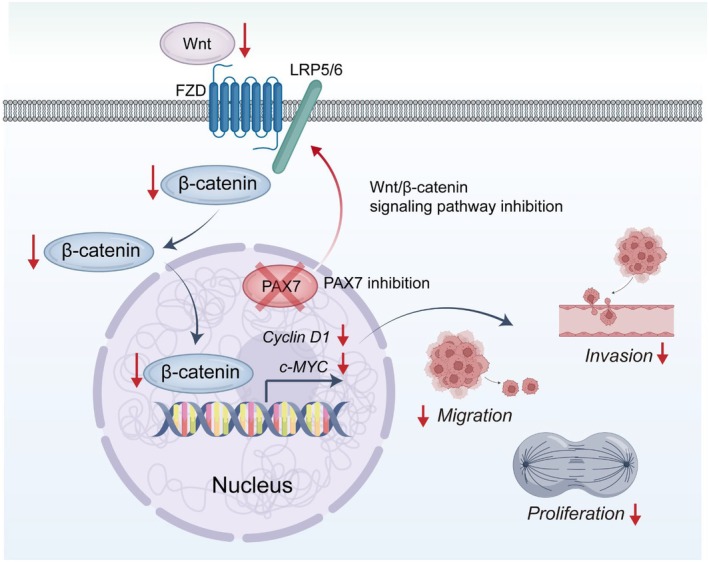 PMC12079090 – jcmm70602-fig-0010