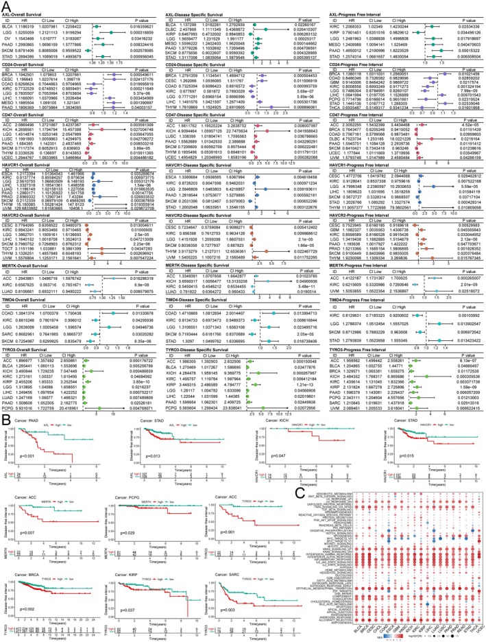 PMC12203409 – jcmm70671-fig-0004