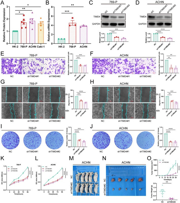 PMC12203409 – jcmm70671-fig-0008