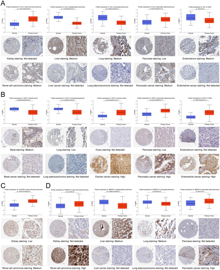 PMC12203409 – jcmm70671-fig-0002