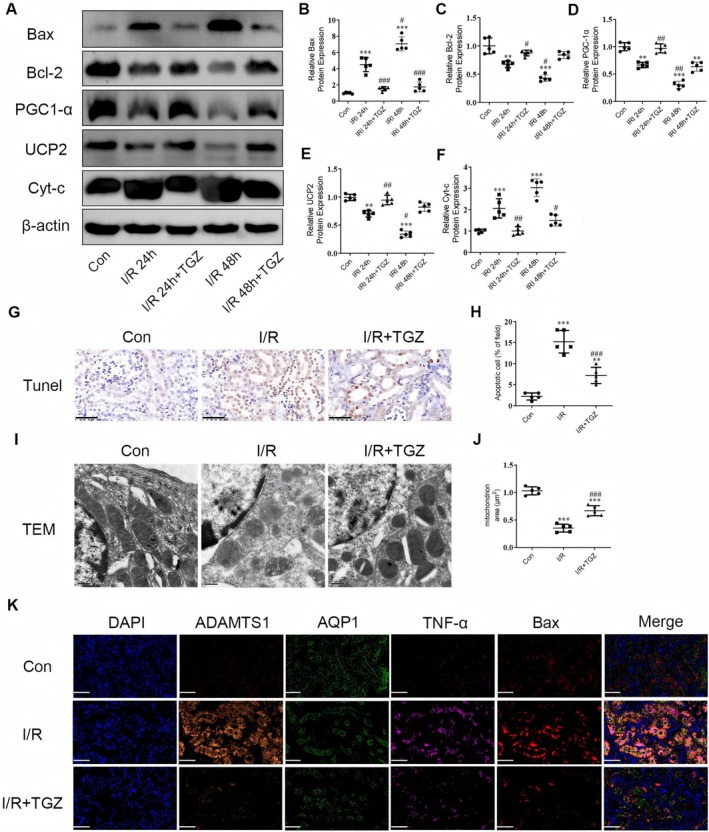 PMC12385122 – jcmm70801-fig-0009