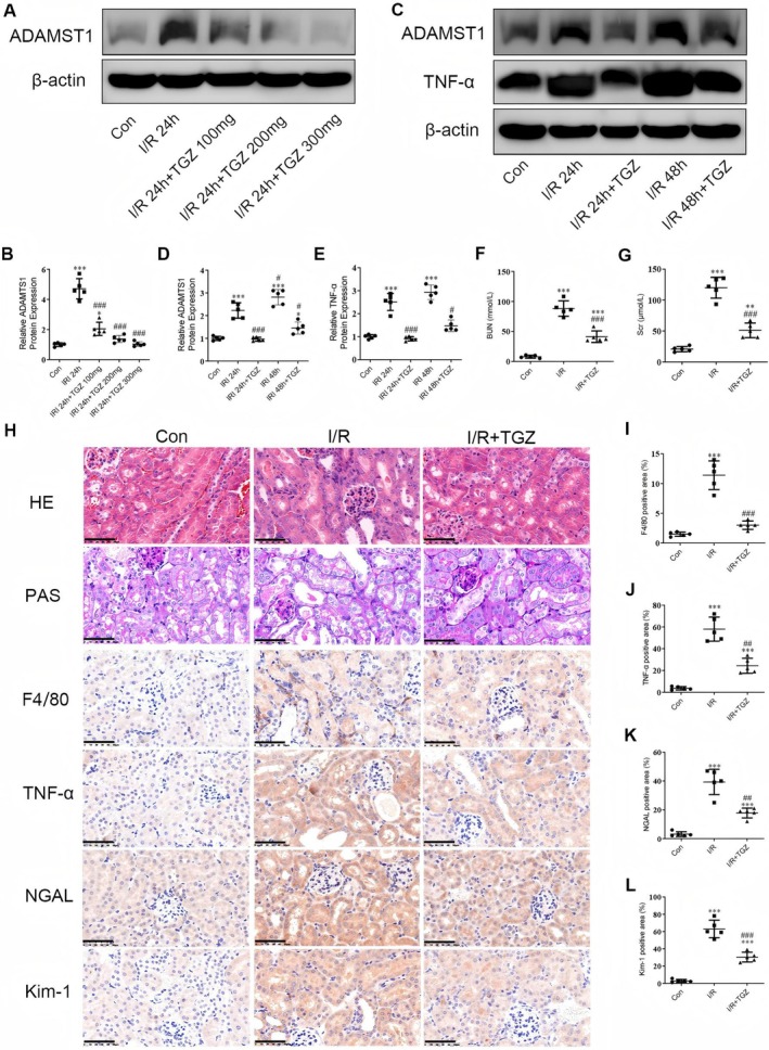 PMC12385122 – jcmm70801-fig-0008