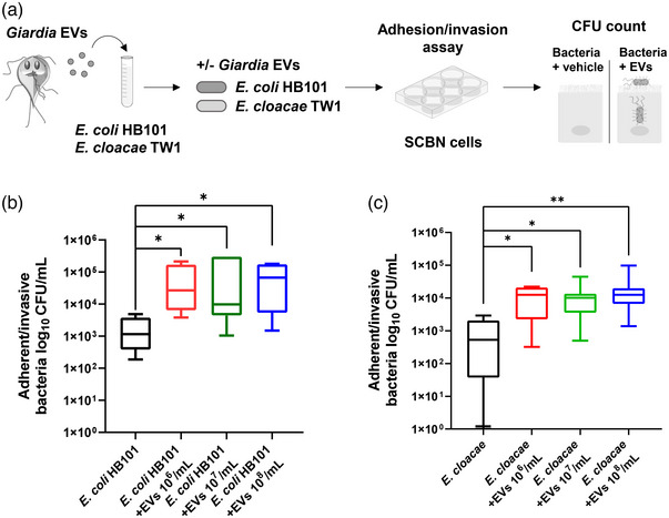 PMC11080815 – jex2109-fig-0006