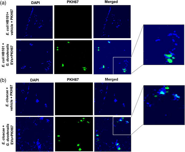 PMC11080815 – jex2109-fig-0005