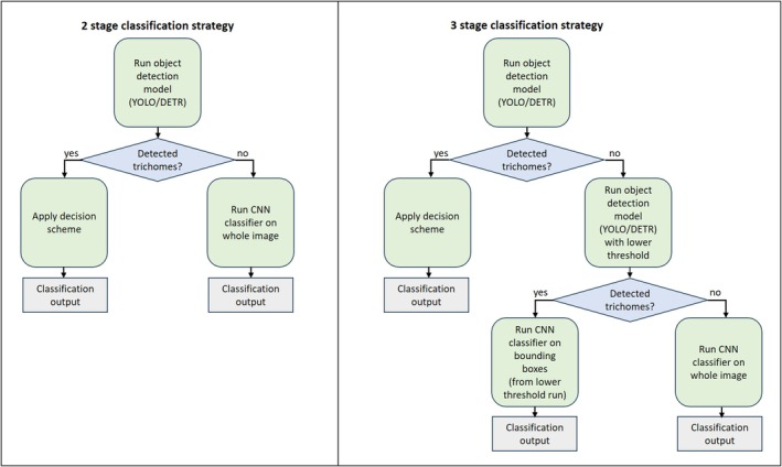 PMC12223337 – jfo70058-fig-0007