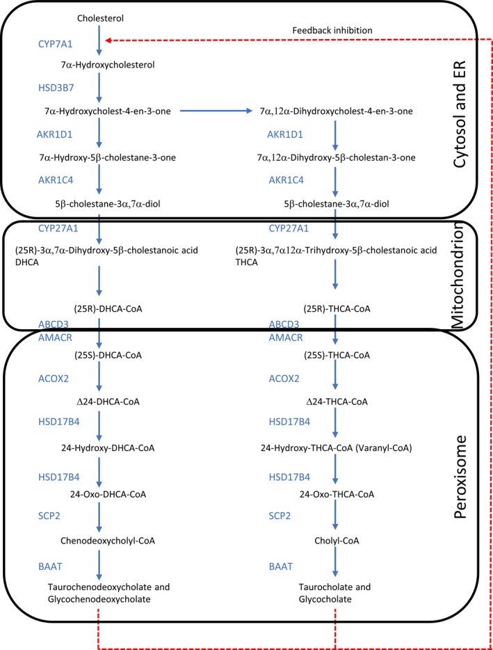 PMC12374088 – jimd70081-fig-0001