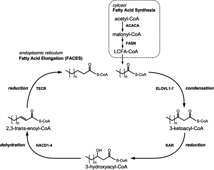PMC11730842 – jimd12734-fig-0004