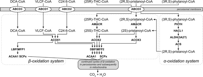 PMC11730842 – jimd12734-fig-0005