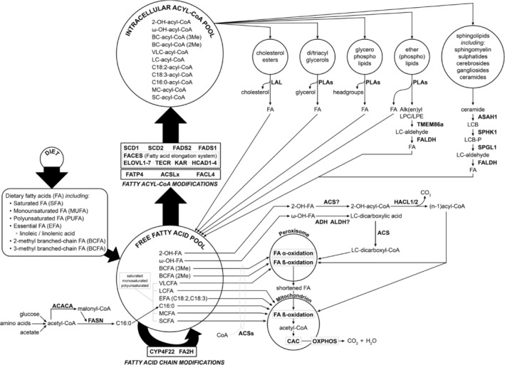 PMC11730842 – jimd12734-fig-0001