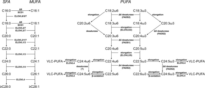 PMC11730842 – jimd12734-fig-0003