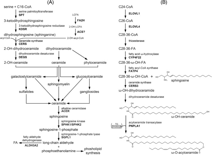 PMC11730842 – jimd12734-fig-0002