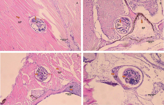 PMC12626686 – fig3