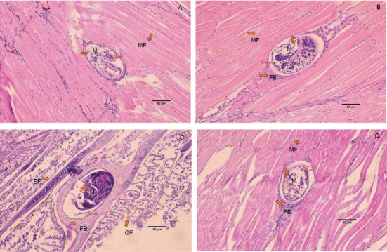 PMC12626686 – fig4
