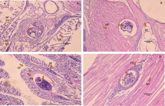 PMC12626686 – fig5