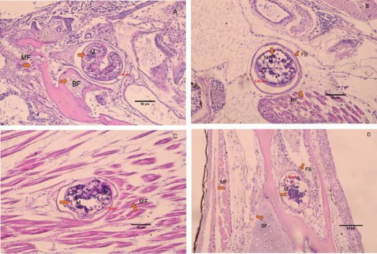 PMC12626686 – fig6