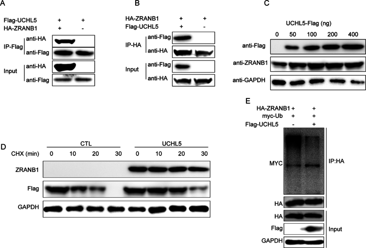 PMC13123060 – f0009