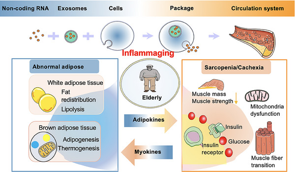 PMC11702502 – mco270030-fig-0001