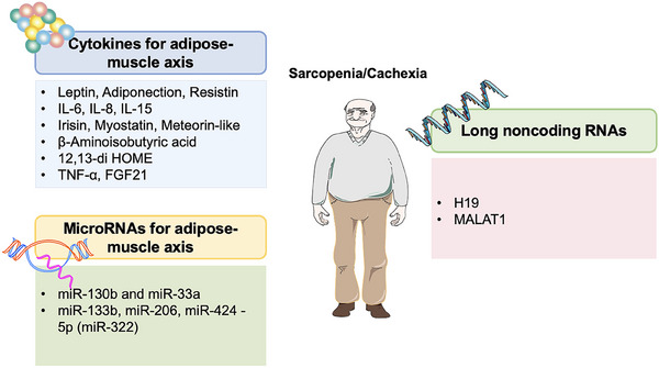 PMC11702502 – mco270030-fig-0002