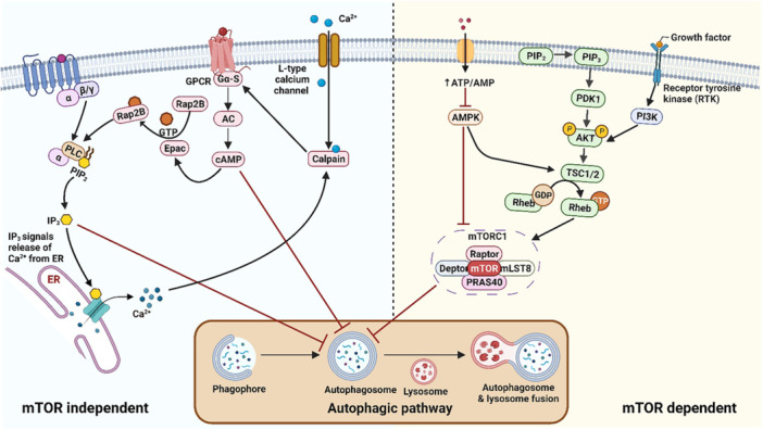 PMC12673449 – med70013-fig-0001