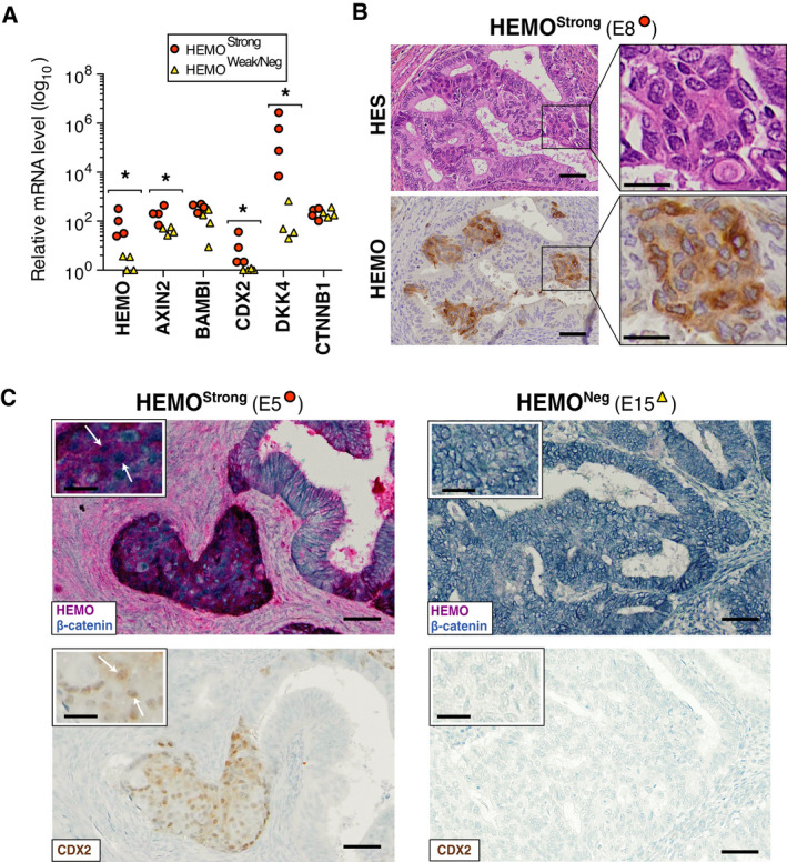 PMC8978518 – mol213069-fig-0006