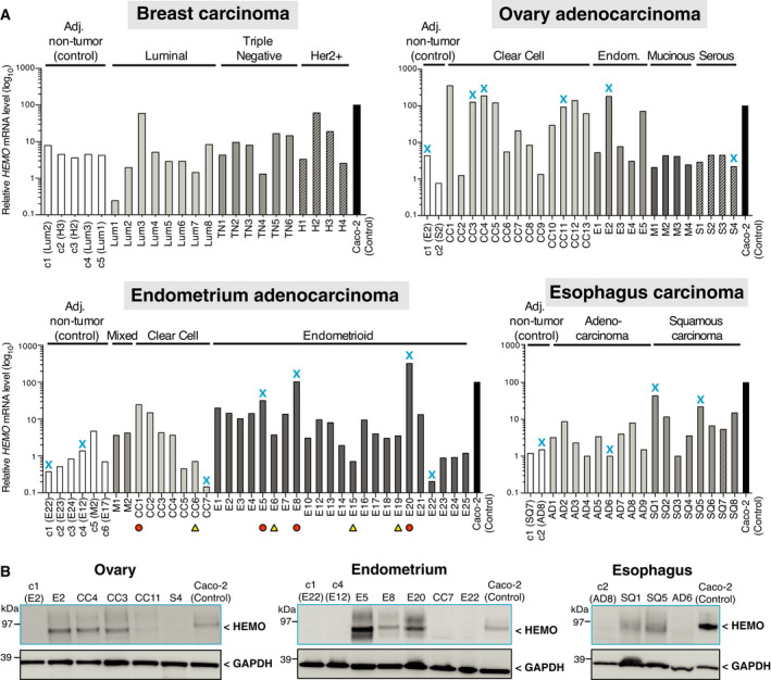 PMC8978518 – mol213069-fig-0004