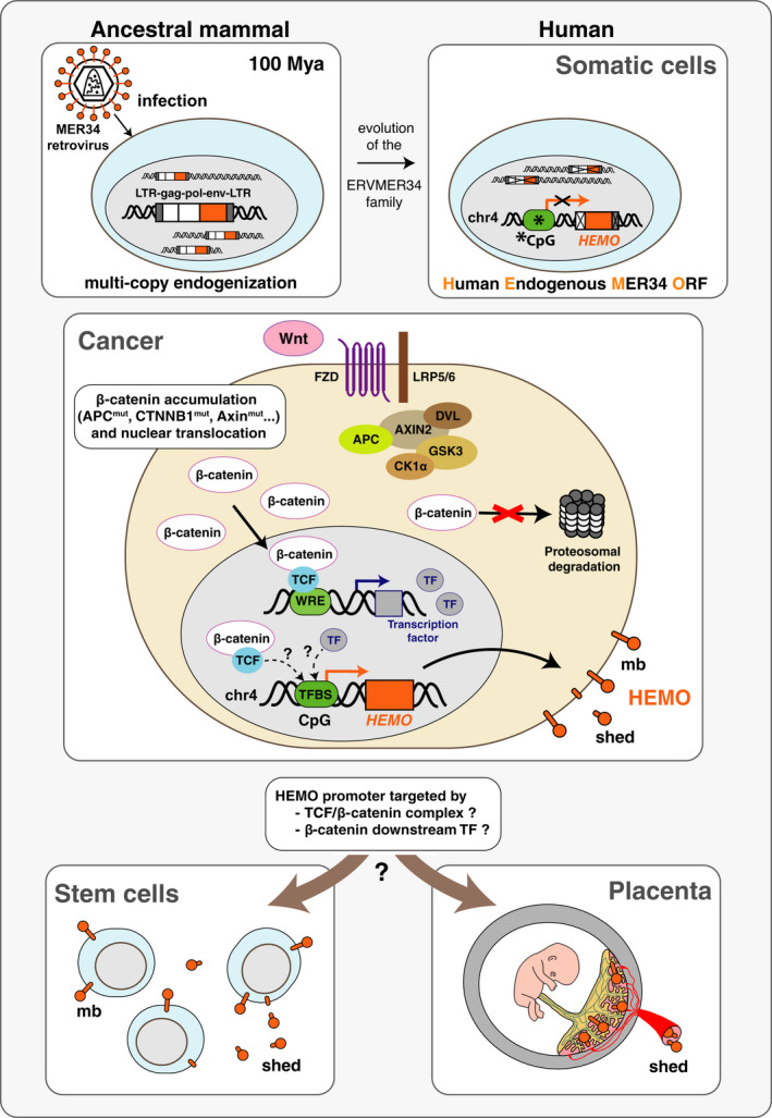 PMC8978518 – mol213069-fig-0009