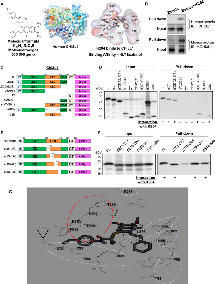 PMC8763653 – mol213138-fig-0003