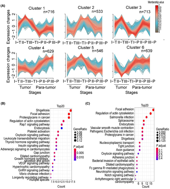 PMC9892830 – mol213361-fig-0007