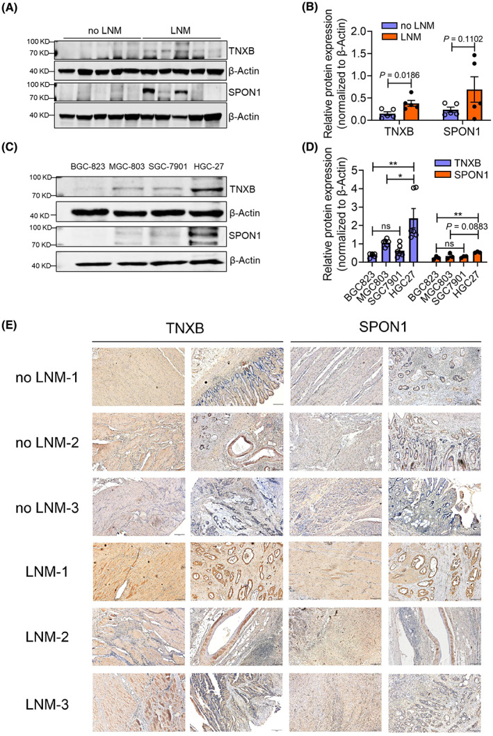 PMC9892830 – mol213361-fig-0004