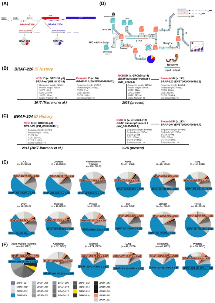 PMC12420348 – mol270043-fig-0001
