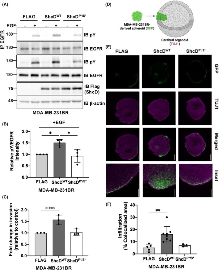 PMC12515706 – mol270022-fig-0005