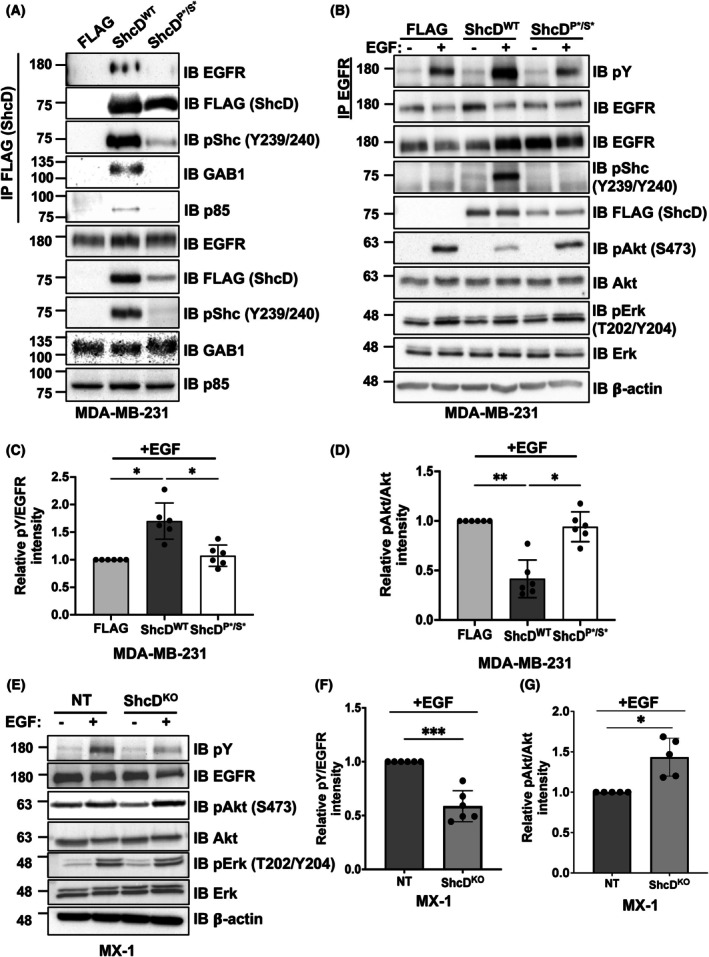 PMC12515706 – mol270022-fig-0004