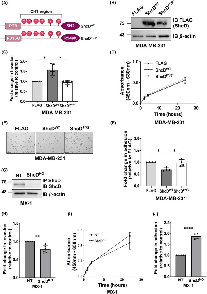 PMC12515706 – mol270022-fig-0002