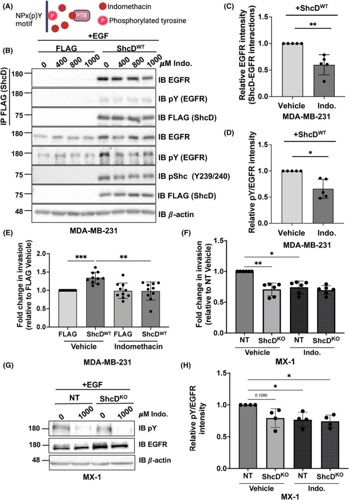 PMC12515706 – mol270022-fig-0006