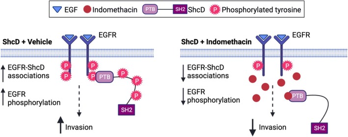 PMC12515706 – mol270022-fig-0007