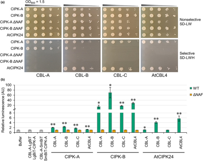 PMC10953335 – nph18633-fig-0004