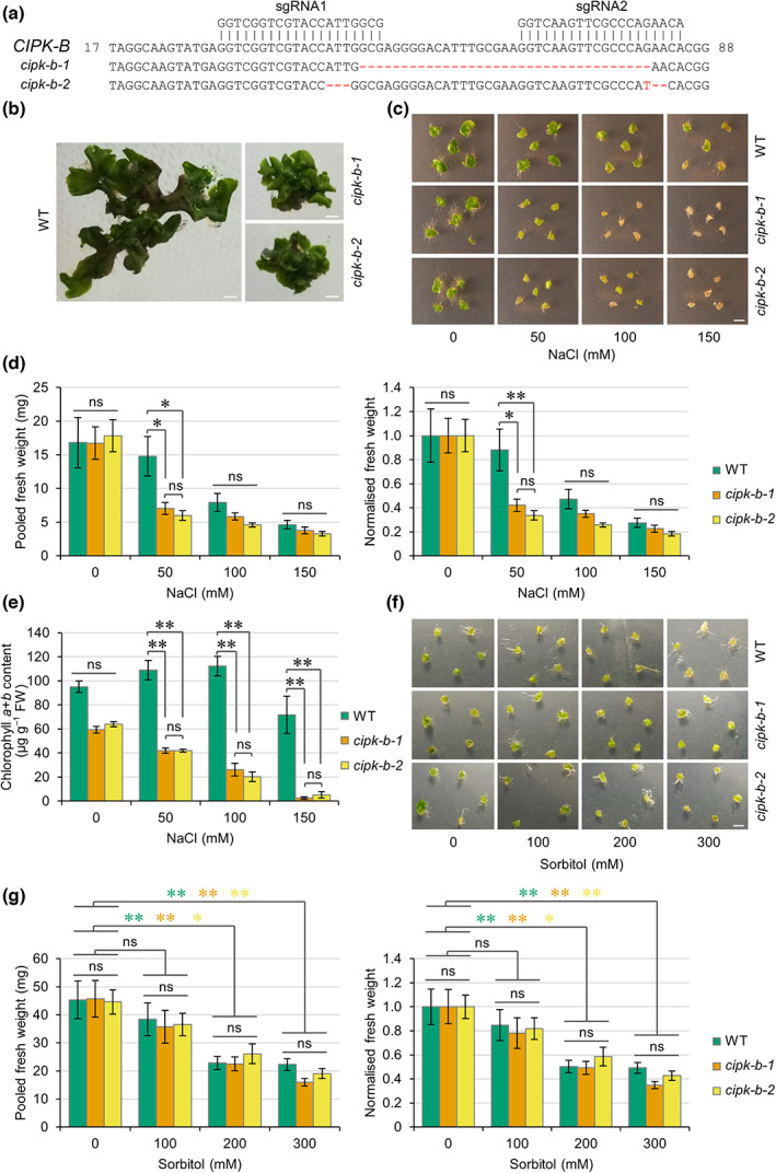PMC10953335 – nph18633-fig-0005