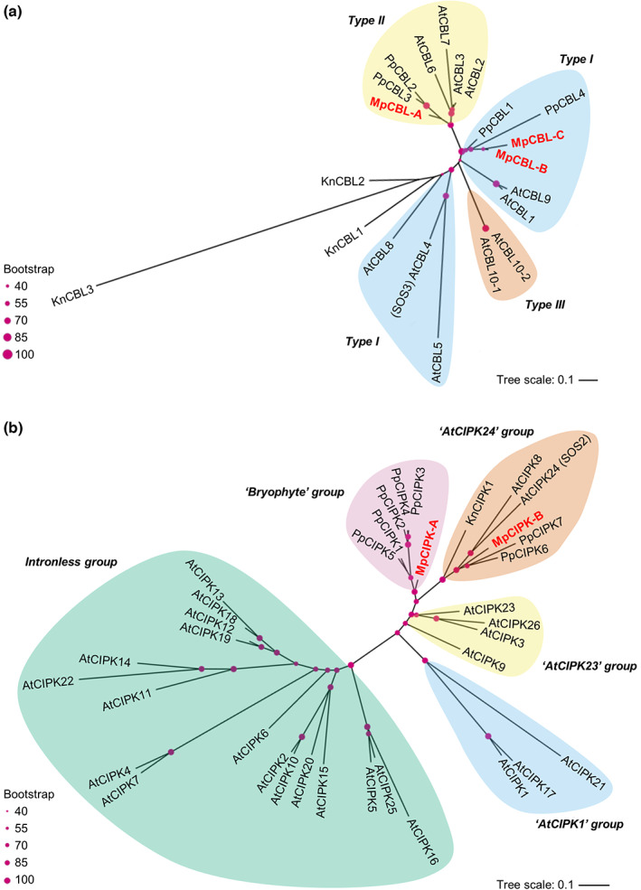 PMC10953335 – nph18633-fig-0001