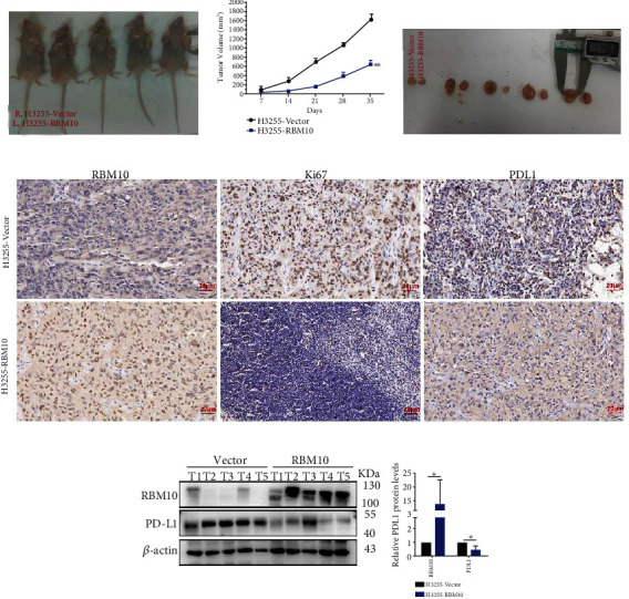 PMC11401663 – fig9