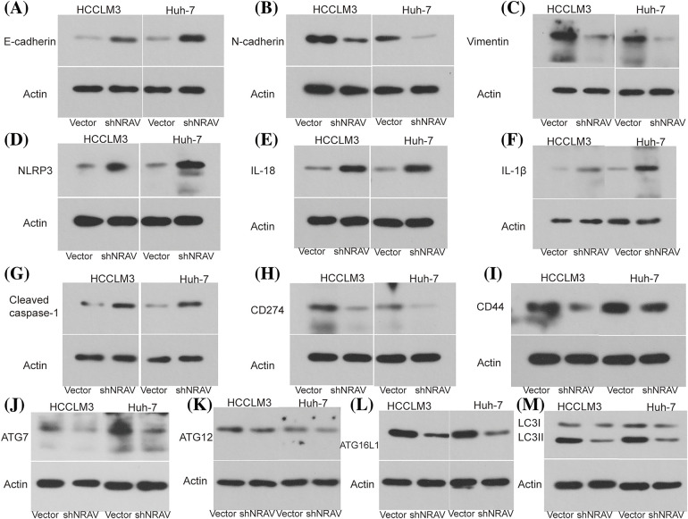 PMC10972727 – fig-5