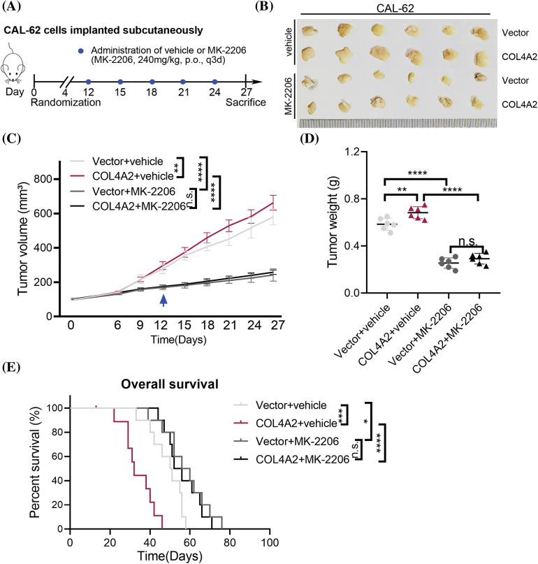 PMC11361908 – fig-5