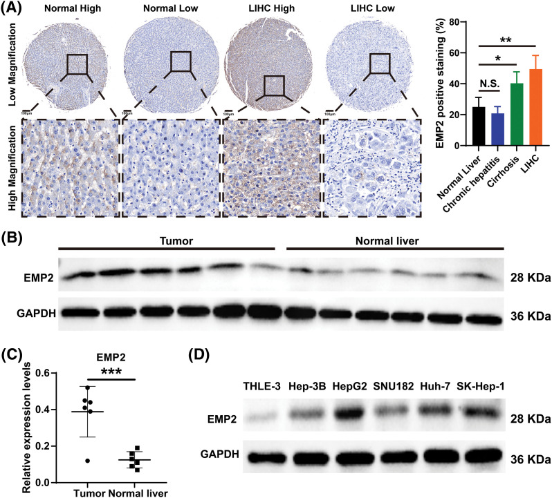 PMC11754002 – fig-4