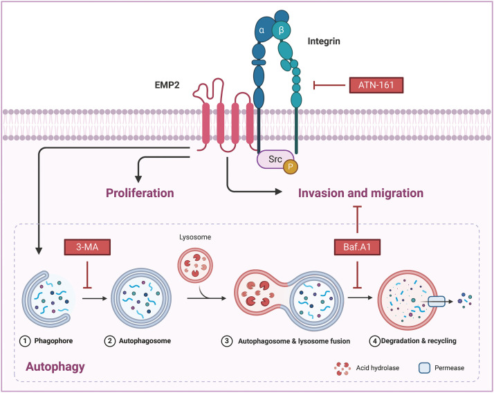 PMC11754002 – fig-9