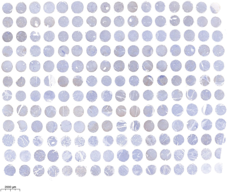 PMC11754002 – fig-10