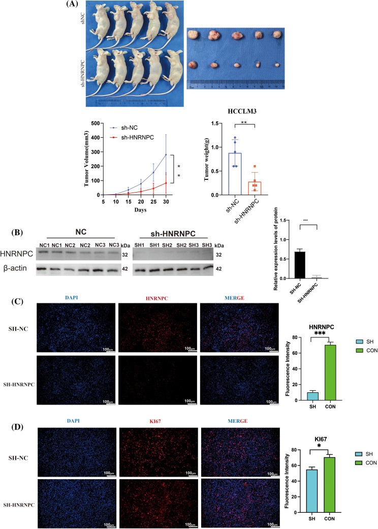 PMC11671622 – fig-11