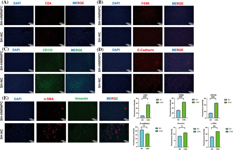 PMC11671622 – fig-12