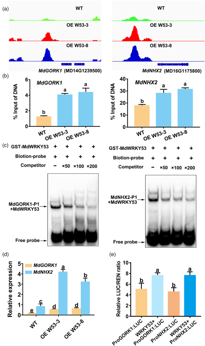 PMC10579713 – pbi14129-fig-0004