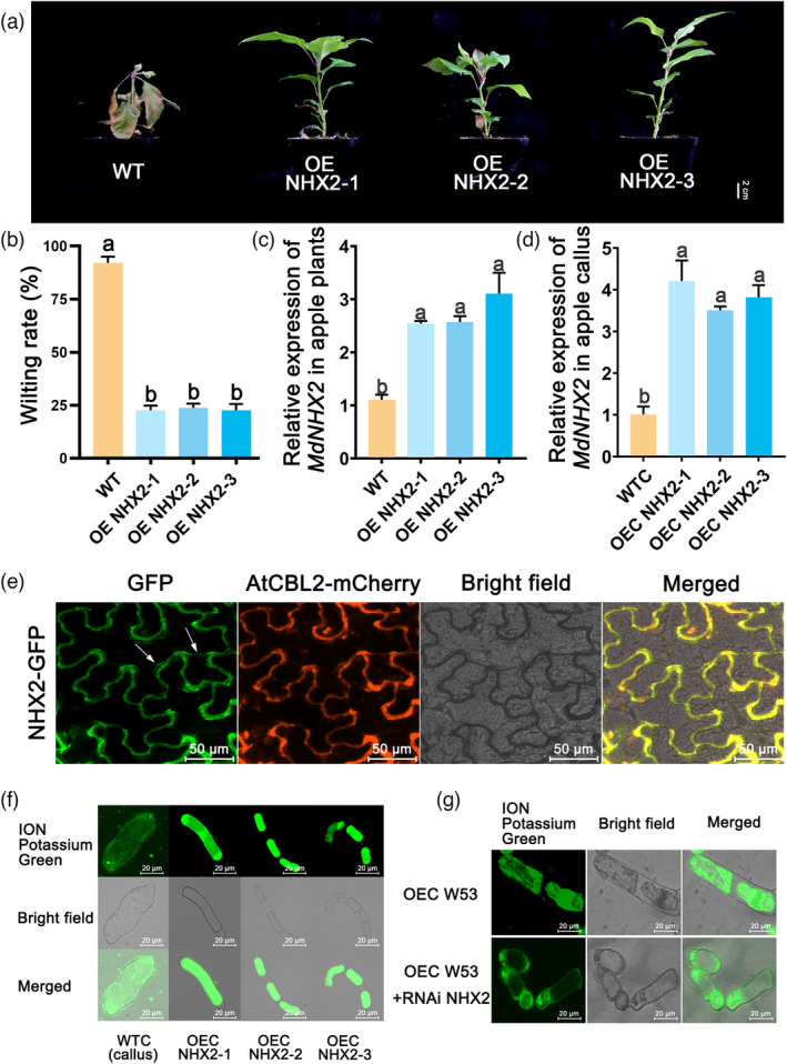 PMC10579713 – pbi14129-fig-0006