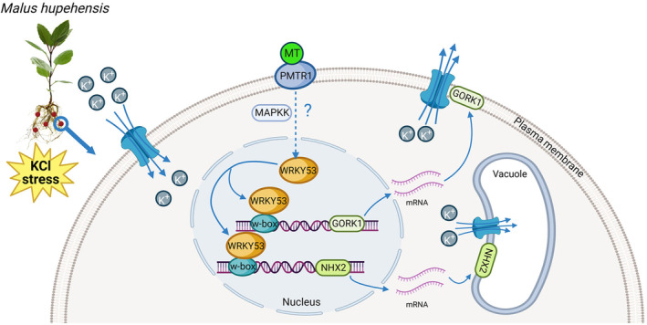 PMC10579713 – pbi14129-fig-0007