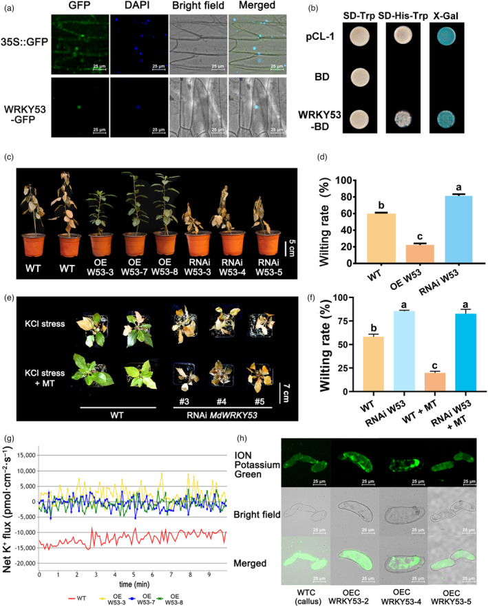 PMC10579713 – pbi14129-fig-0003
